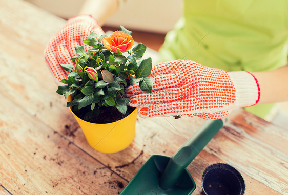 人,园艺,花卉种植职业密切妇女园丁的手种植玫瑰家里花盆图片