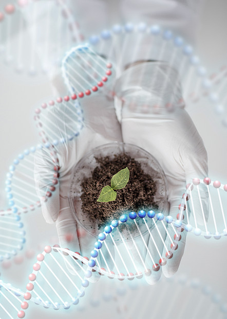 科学生物学生态学研究人的生物实验室dna分子结构中 科学家手培养皿植物样品高清图片下载 正版图片 摄图网 科学生物学生态学研究人的生物实验室dna分子结构中 科学家手培养皿植物样品高清图片下载 正版图片 摄图网
