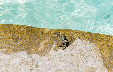 旅游,动物暑假的螃蟹游泳池边缘图片