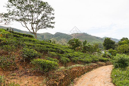 农业农业景观自然斯里兰卡的道路茶园图片