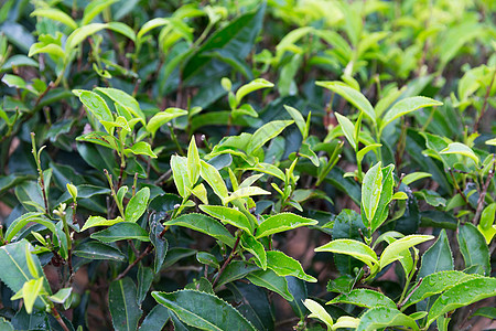 农业农业植物自然斯里兰卡茶园图片