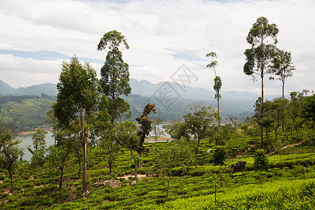 农业农业自然斯里兰卡茶园图片