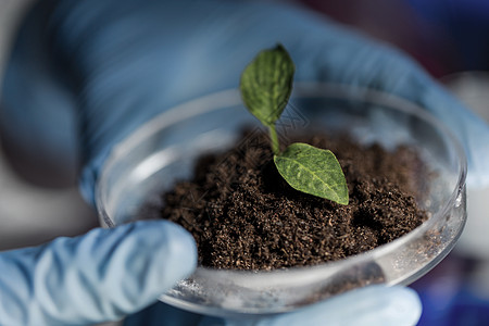 科学生物学生态学研究人的生物实验室用植物土壤样品握住培养皿的科学家手背景图片