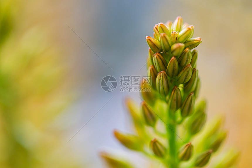 园艺 植物 花卉 自然植物特写的伊雷穆鲁斯狐尾百合花高清图片下载 正版图片 摄图网 园艺 植物 花卉 自然植物特写的伊雷穆鲁斯狐尾百合花高清图片下载 正版图片 摄图网