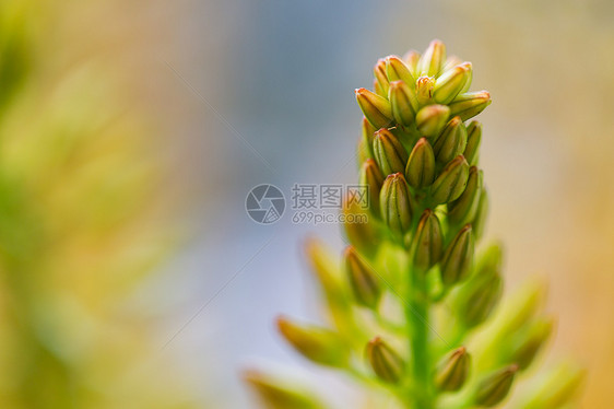 园艺,植物,花卉,自然植物特写的伊雷穆鲁斯狐尾百合花图片