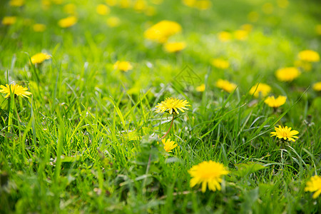 飞扬的蒲公英自然,植物学美丽的蒲公英花盛开夏天的田野上背景