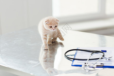 医学,宠物,动物,猫保健苏格兰折叠小猫听诊器与剪贴板兽医诊所的桌子上图片