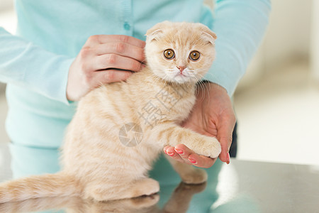 宠物,动物猫的苏格兰折叠猫女人高清图片