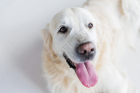 医学,宠物动物的金毛猎犬的特写图片