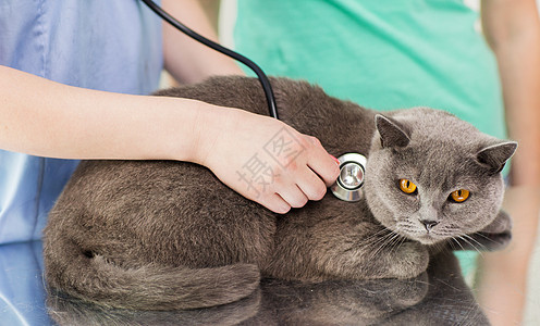 医学,宠物,动物,保健人的密切兽医医生与听诊器检查英国猫兽医诊所图片