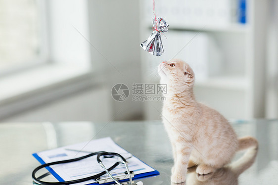 医学,宠物,动物,猫保健苏格兰折叠小猫玩弓兽医诊所的桌子上图片