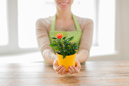 人,园艺,花卉职业亲密的女人手玫瑰灌木丛家里的花盆图片