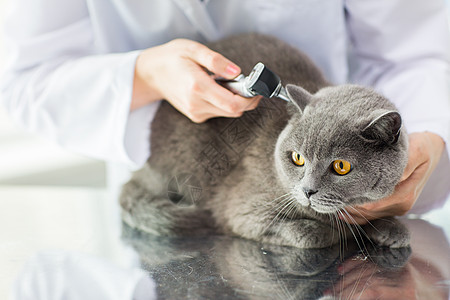 医学,宠物,动物,保健人的密切兽医医生与耳镜检查英国猫耳朵兽医诊所图片
