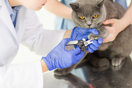 医学,宠物,动物,美容人的兽医医生与剪刀切割英国猫钉兽医诊所图片