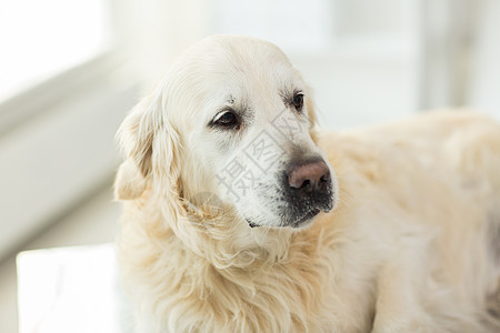 医学,宠物,动物保健黄金猎犬兽医诊所图片