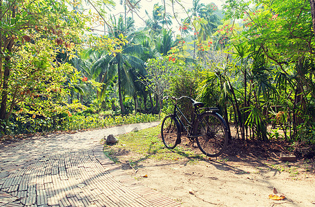 休闲,旅游,旅游自然自行车热带公园道路图片