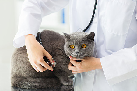 医学,宠物,动物,保健人的密切兽医医生与听诊器检查英国猫兽医诊所图片