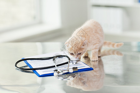 医学,宠物,动物,猫保健苏格兰折叠小猫听诊器与剪贴板兽医诊所的桌子上图片
