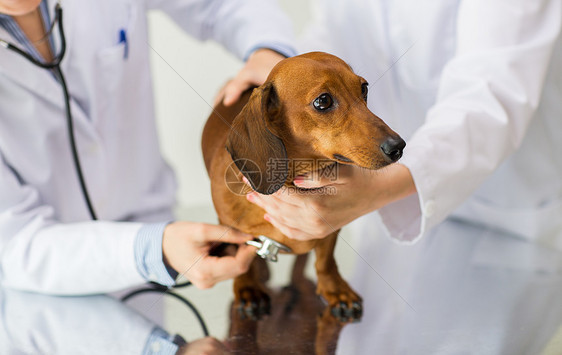 医学,宠物,动物,保健人的密切兽医医生与听诊器检查狗兽医诊所图片