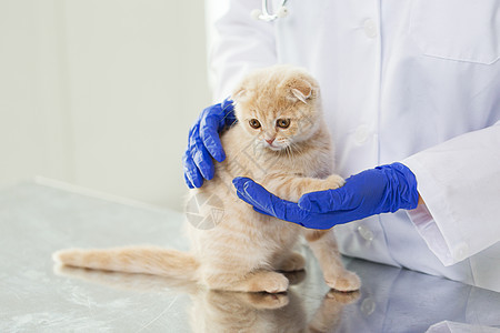 医学,宠物,动物,保健人的兽医医生苏格兰折叠小猫兽医诊所图片