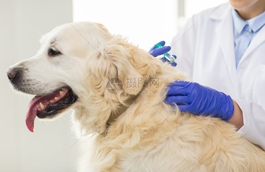 ‘~医学,宠物,动物,保健人的密切兽医医生与注射器疫苗注射黄金猎犬兽医诊所  ~’ 的图片