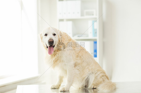 医学,宠物,动物保健黄金猎犬兽医诊所图片