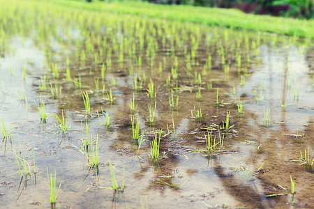 农业种植耕作亚洲种植园的稻田图片