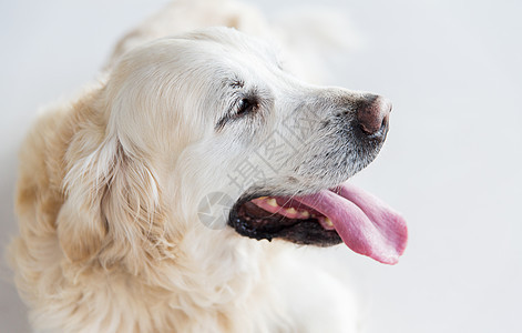 医学,宠物动物的金毛猎犬的特写图片