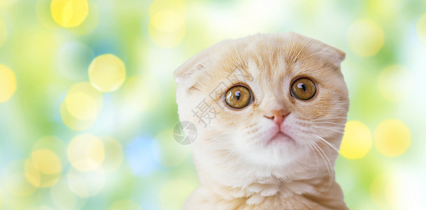 宠物,动物猫的苏格兰折叠小猫夏季绿灯背景图片
