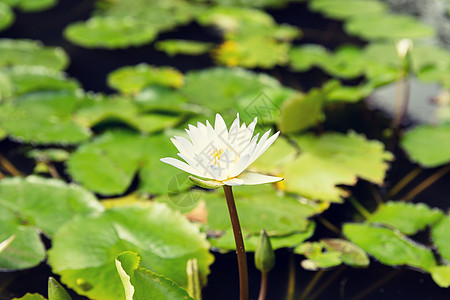 自然生物学池塘白睡莲的特写图片