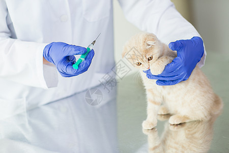 医学,宠物,动物,保健人的密切兽医医生与注射器疫苗注射苏格兰折叠小猫兽医诊所图片