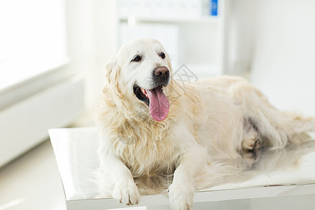 医学,宠物,动物保健黄金猎犬兽医诊所图片