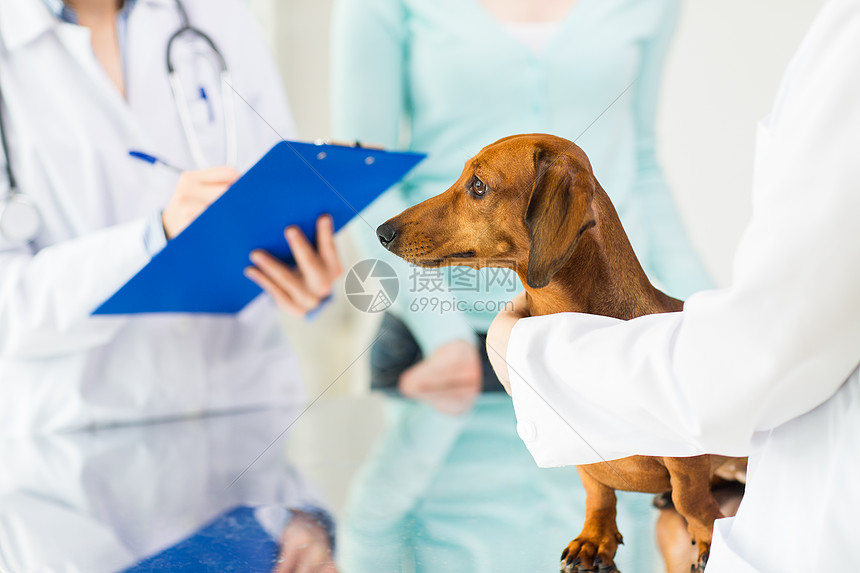 ‘~医学,宠物护理人的密切的达奇顺德狗兽医医生与剪贴板兽医诊所笔记  ~’ 的图片