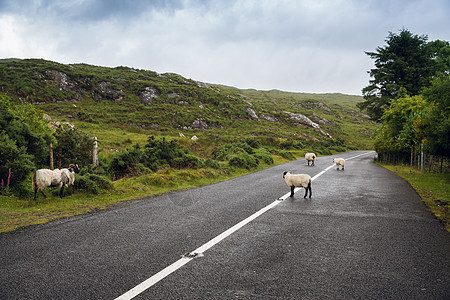 旅行乡村绵羊爱尔兰康奈马拉的沥青路上放牧爱尔兰康奈马拉的公路上放牧的羊图片