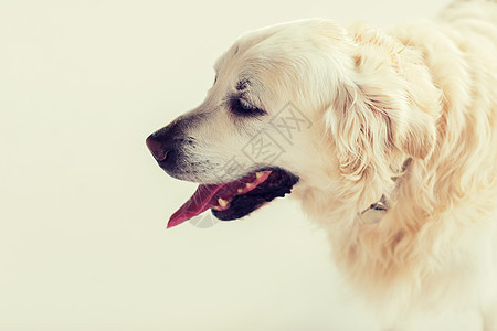 医学,宠物动物的金毛猎犬的特写图片