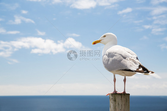 鸟类野生动物的海鸥木桩上的海蓝色天空景观海鸥飞过大海蓝天图片