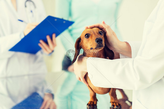 医学,宠物护理人的密切的达奇顺德狗兽医医生与剪贴板兽医诊所笔记图片