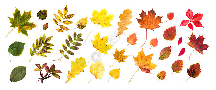季节,秋天自然收集美丽的彩色秋叶图片