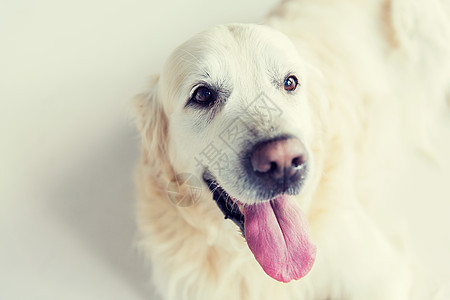 医学,宠物动物的金毛猎犬的特写图片