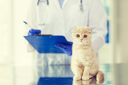 医学,宠物,动物,保健人的密切兽医医生苏格兰折叠小猫剪贴板兽医诊所图片