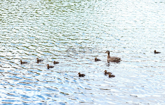 鸟类,鸟类学,野生动物自然鸭子与小鸭子湖泊河流中游泳图片
