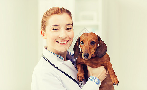 抱小狗医学,宠物,动物,保健人们的快乐的兽医兽医诊所抱着达奇森德狗背景