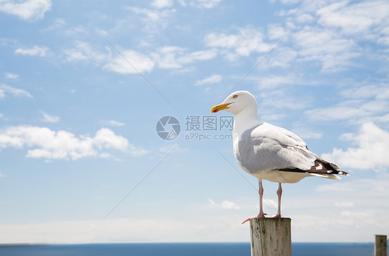 鸟类野生动物的海鸥木桩上的海蓝色天空景观海鸥飞过大海蓝天图片