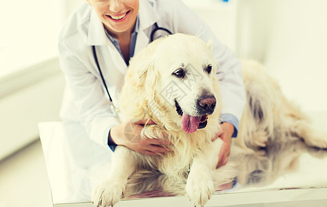 医学,宠物,动物,保健人的接近快乐的兽医医生与黄金猎犬兽医诊所图片