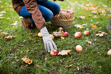 农业,园艺,收获人们的女人秋天的花园里用柳条篮子摘苹果图片