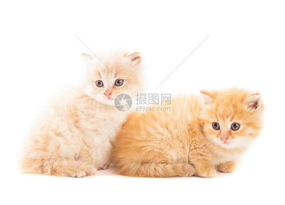 两只红色小猫白色背景上被隔离两只红色小猫图片
