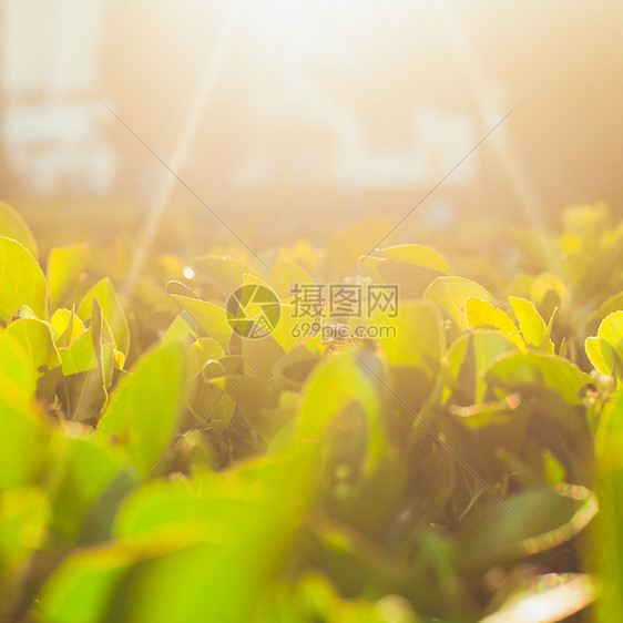 日出下生长的绿茶灌木丛背景茶树种植园图片