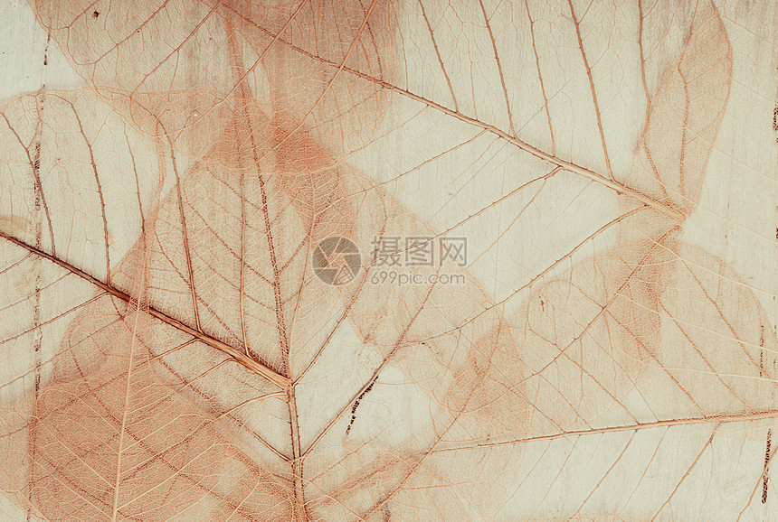 背景与秋叶纹理的骨架骨架留下背景高清图片下载 正版图片 摄图网 背景与秋叶纹理的骨架骨架留下背景高清图片下载 正版图片 摄图网
