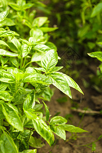 花园里的灌木丛上晒太阳巴兹尔植物图片