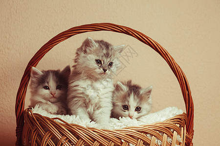 三只灰色的小猫个粉红色的篮子里三只灰色小猫图片